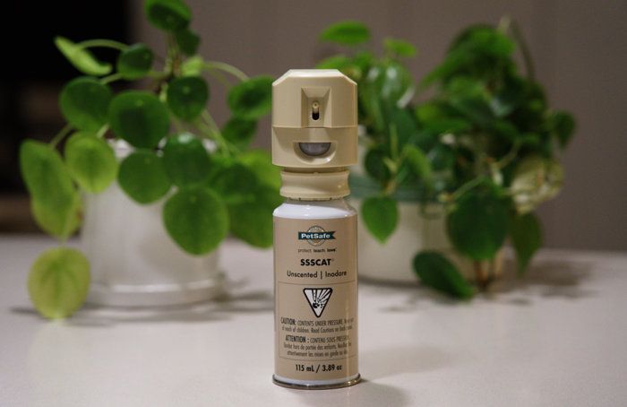 The Best Cat Deterrent in 2023 - A PetSafe SSSCAT Cat Spray Review ...