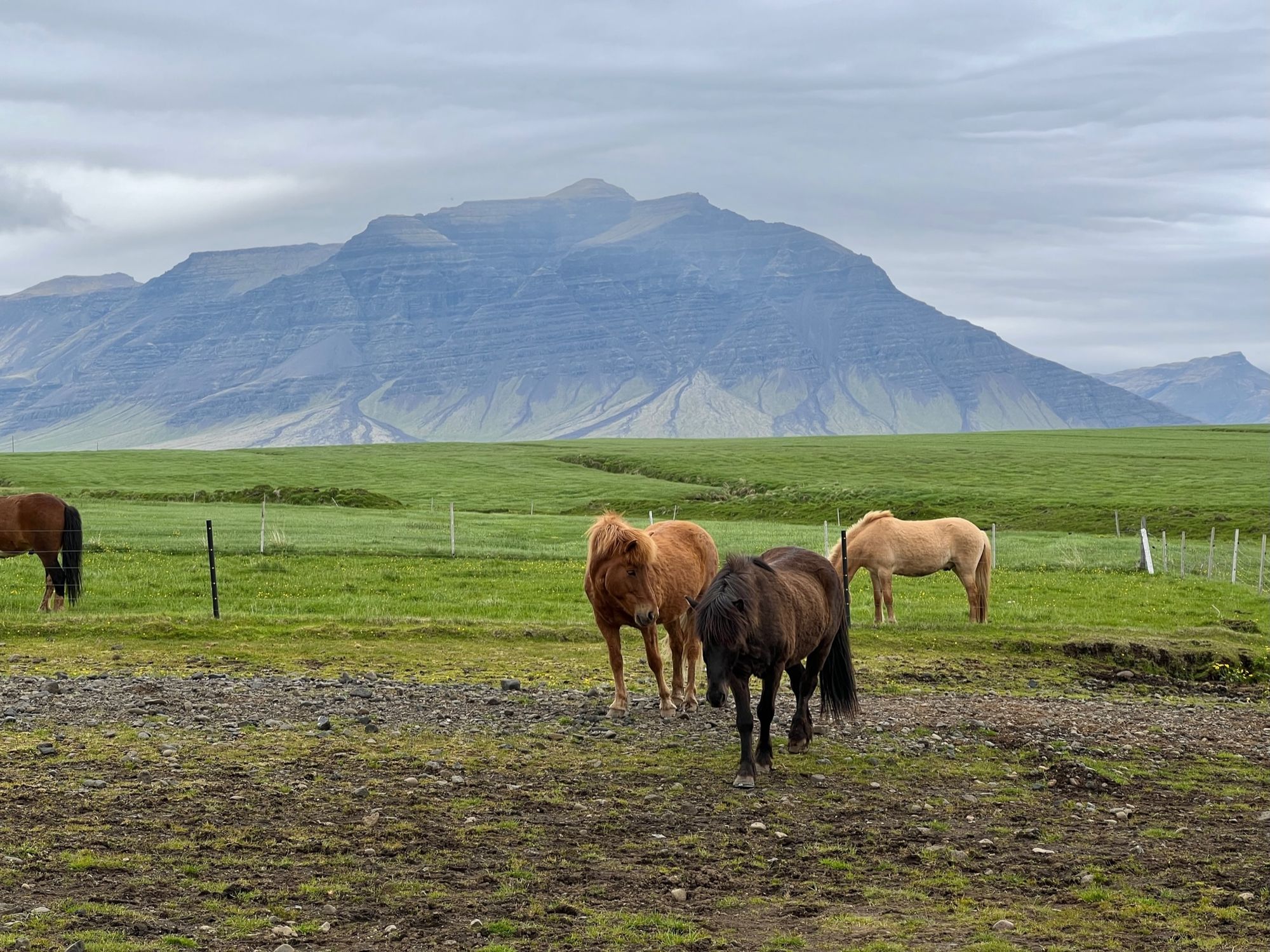 Icelandic horses in front of a mountain